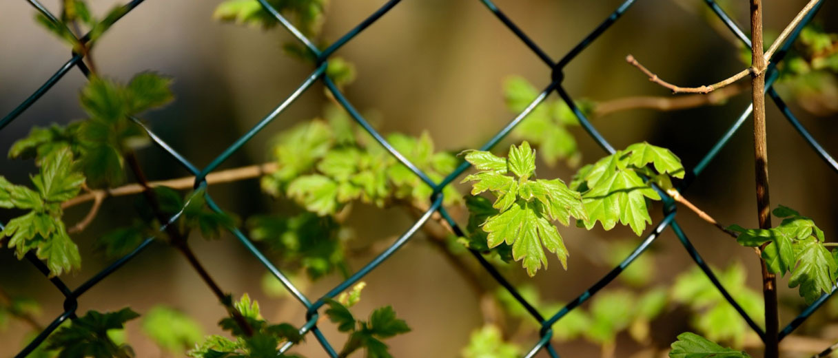 Maschendrahtzaun vor junger Hecke