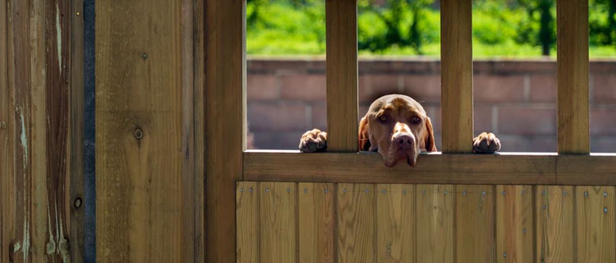 Hund guckt vergnügt über einen Holzzaun